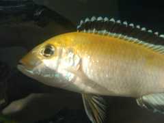 Labidochromis caeruleus