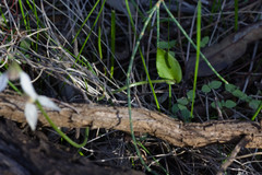 Eriochilus dilatatus