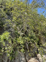 Bursera cerasiifolia