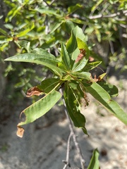Bursera cerasiifolia