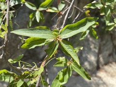 Bursera cerasiifolia