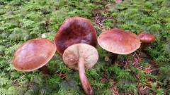 Tricholoma pessundatum