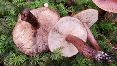 Tricholoma pessundatum