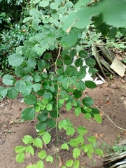 Dalbergia latifolia