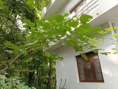 Dalbergia latifolia