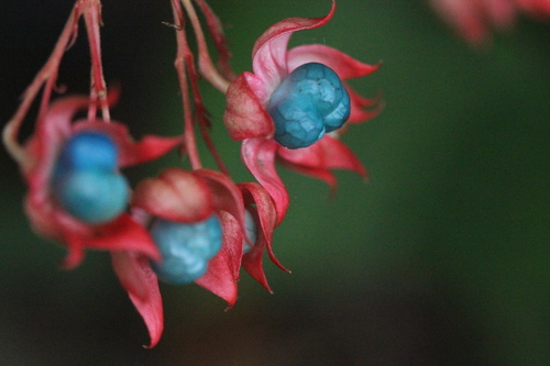 Clerodendrum japonicum