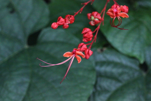 Clerodendrum japonicum
