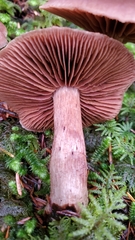 Cortinarius brunneus