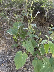 Ipomoea scopulorum