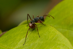 Polyrhachis bicolor