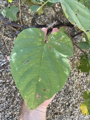 Ipomoea scopulorum