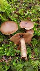 Cortinarius brunneus