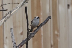 Zonotrichia leucophrys