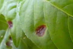 Puccinia circaeae