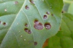 Puccinia circaeae