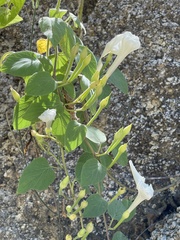 Ipomoea scopulorum