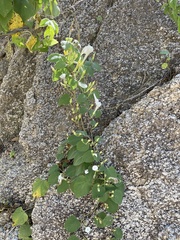 Ipomoea scopulorum