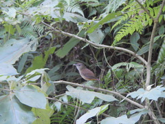 Malacocincla sepiaria