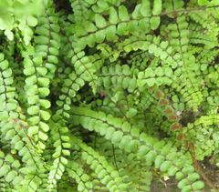 Asplenium trichomanes