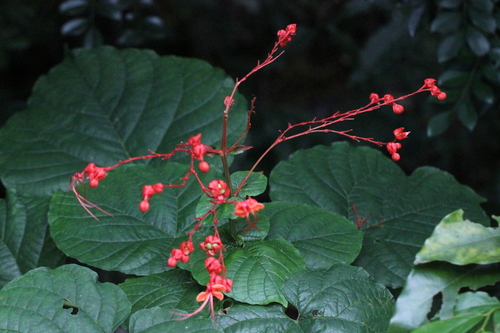 Clerodendrum japonicum