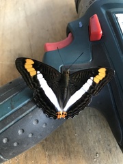 Adelpha iphicleola