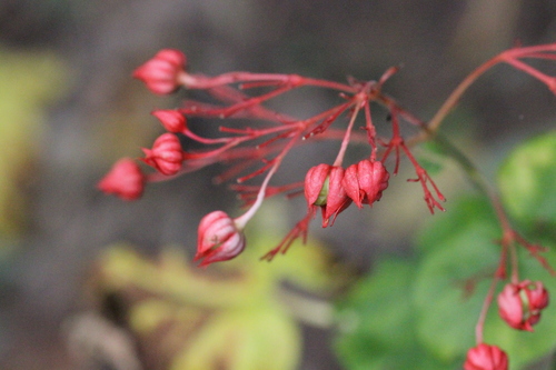 Clerodendrum japonicum