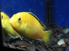 Labidochromis caeruleus