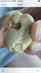 Spatangoida