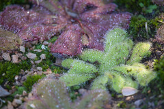 Drosera major