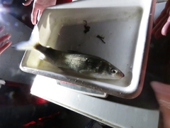 Coregonus clupeaformis