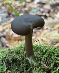 Melanoleuca polioleuca