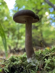 Melanoleuca polioleuca