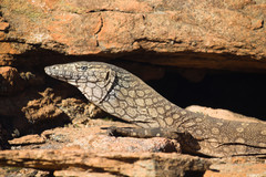 Varanus giganteus