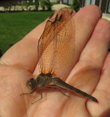 Sympetrum striolatum