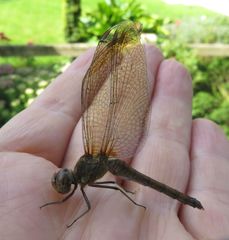 Sympetrum striolatum