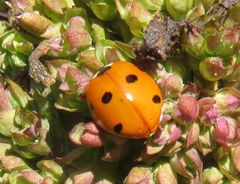 Coccinella septempunctata