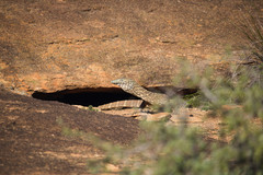Varanus giganteus