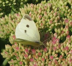 Pieris rapae