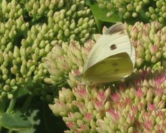 Pieris rapae
