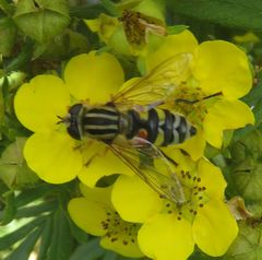 Helophilus trivittatus