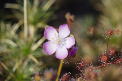 Drosera eremaea