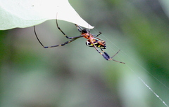 Leucauge tessellata