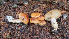 Phlegmacium variosimile