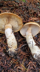 Phlegmacium variosimile