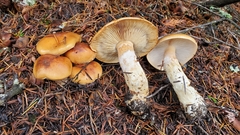 Phlegmacium variosimile