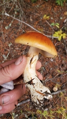 Phlegmacium variosimile