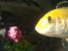 Labidochromis caeruleus