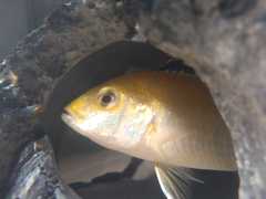 Labidochromis caeruleus
