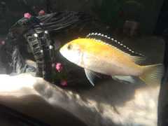 Labidochromis caeruleus