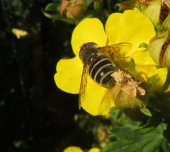 Eristalis